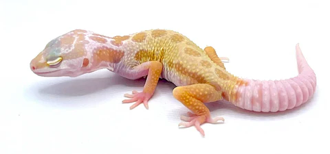 Albino leucistic Leopard gecko For Sale Albino leucistic Leopard gecko For Sale