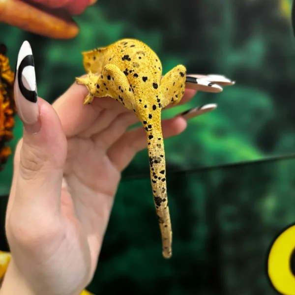 b5114078-a1c8-417f-9d2f-6430253f1c26 Oilspot Inkspot Superdalmatian Crested Gecko
