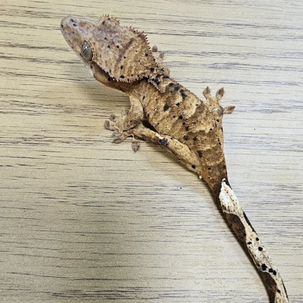 Tiger Superdalmatian Crested Gecko For Sale Tiger Superdalmatian Crested Gecko For Sale