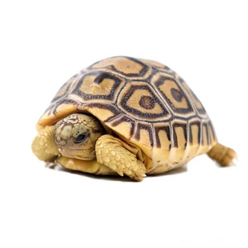 Buy Leopard Tortoise Online Buy Leopard Tortoise Online