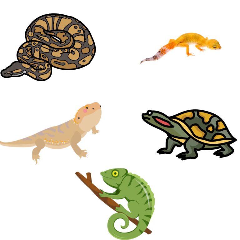 10 Exotic Pets That Are Easy To Take Care Of