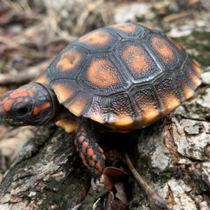  Red Foot Tortoise for sale Online