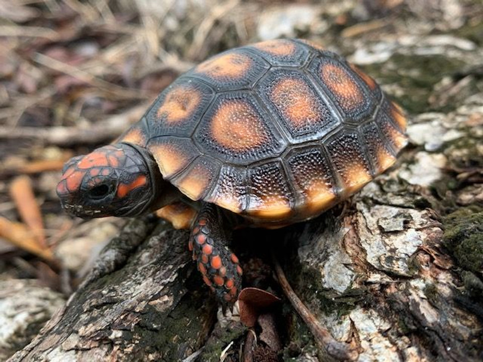 Red Foot Tortoise for sale Online