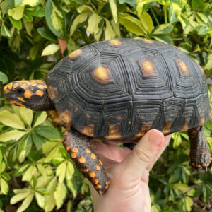 Red Foot Tortoise For Sale Near Me
