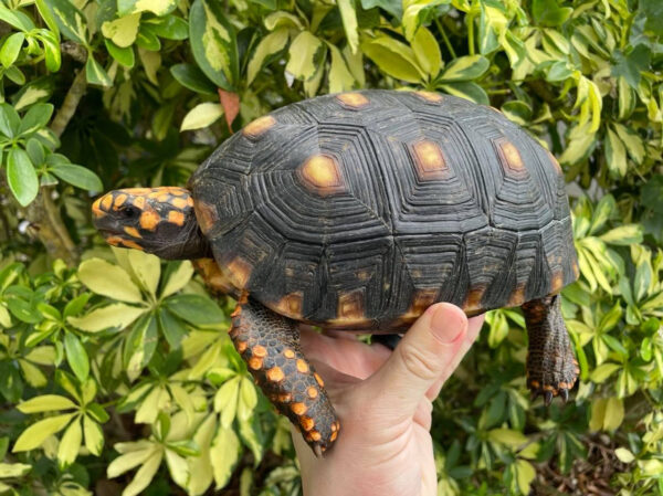 Red Foot Tortoise For Sale Near Me Red Foot Tortoise For Sale Near Me