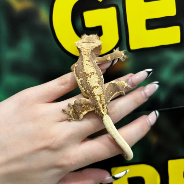 d3f891ff-ec75-4b65-9919-85873829b405 Tangerine Lilly White Crested Gecko For Sale