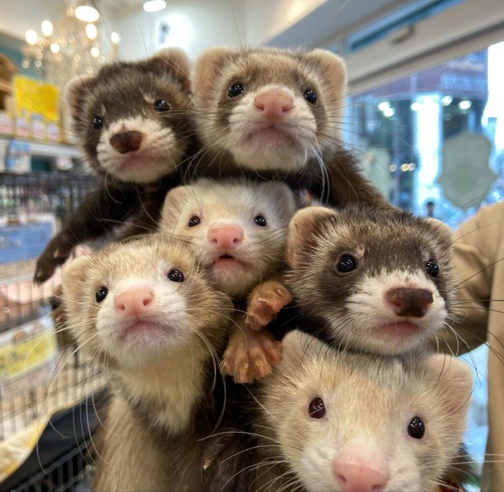 Buy Ferrets Online USA