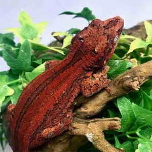 Gargoyle Geckos For Sale Near Me