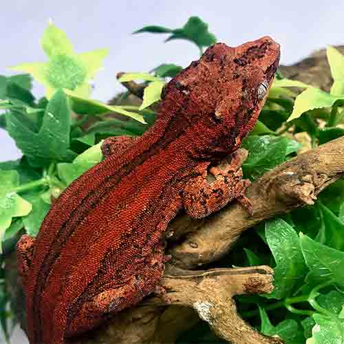 gargoyle-gecko-for-sale-near-me Gargoyle Geckos For Sale Near Me
