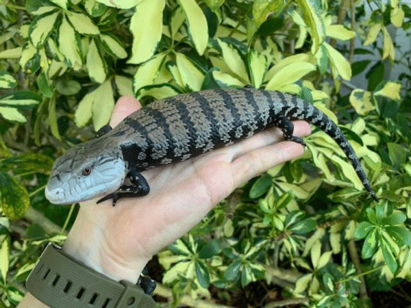 Buy Baby Blue Tongue Skink Online Buy Baby Blue Tongue Skink Online