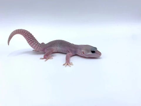 Order Leopard Geckos For Sale Canada Order Leopard Geckos For Sale Canada