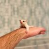 Rema - Sugar Glider