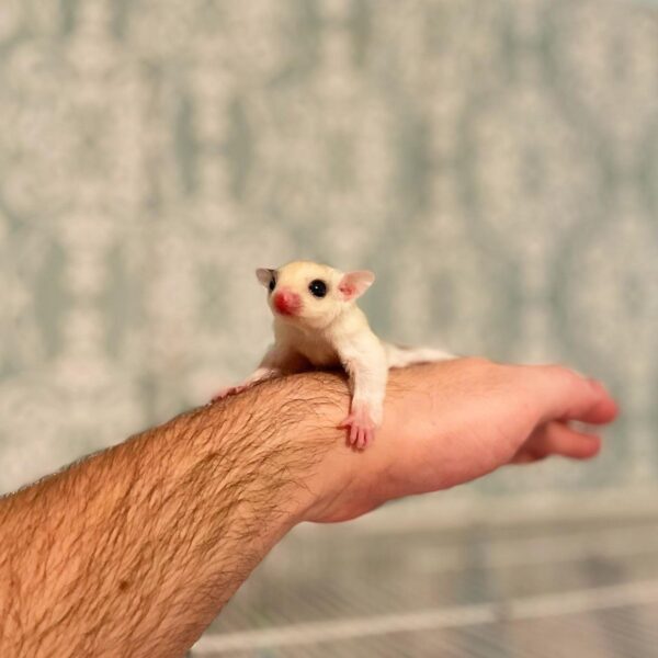 Rema - Sugar Glider