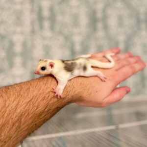 Where To Buy Sugar Gliders Online