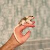 Rema - Sugar Glider