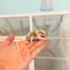 Rema - Sugar Glider