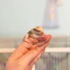 Rema - Sugar Glider