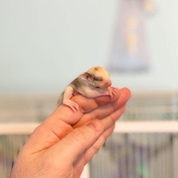 Rema - Sugar Glider