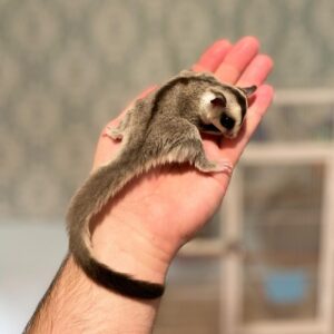 Sugar Glider Breeders Near Me