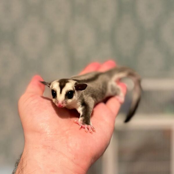 Sugar Glider Breeders Near Me Sugar Glider Breeders Near Me