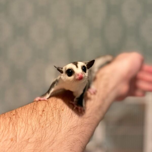Sugar Glider Breeders Near Me Sugar Glider Breeders Near Me