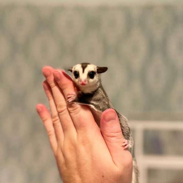 Sugar Glider Breeders Near Me Sugar Glider Breeders Near Me