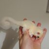 Sugar Gliders For Sale Near Me