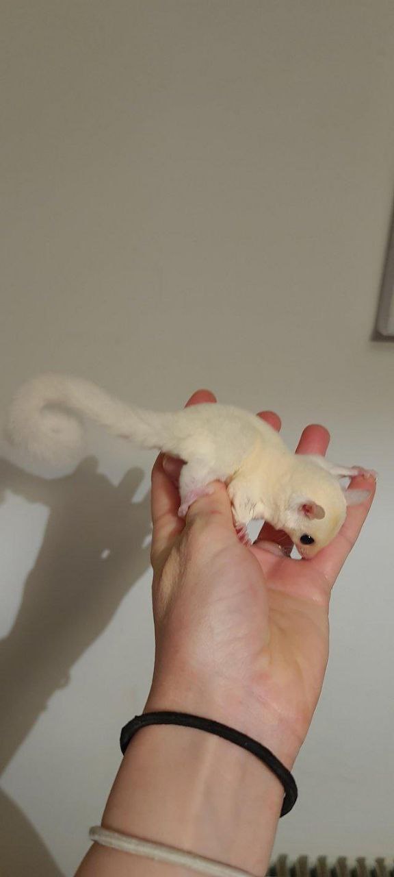 Sugar Gliders For Sale Near Me Sugar Gliders For Sale Near Me