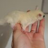 Sugar Gliders For Sale Near Me