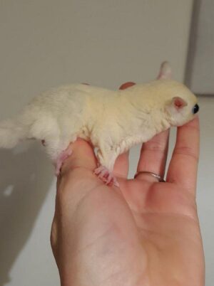 Sugar Gliders For Sale Near Me