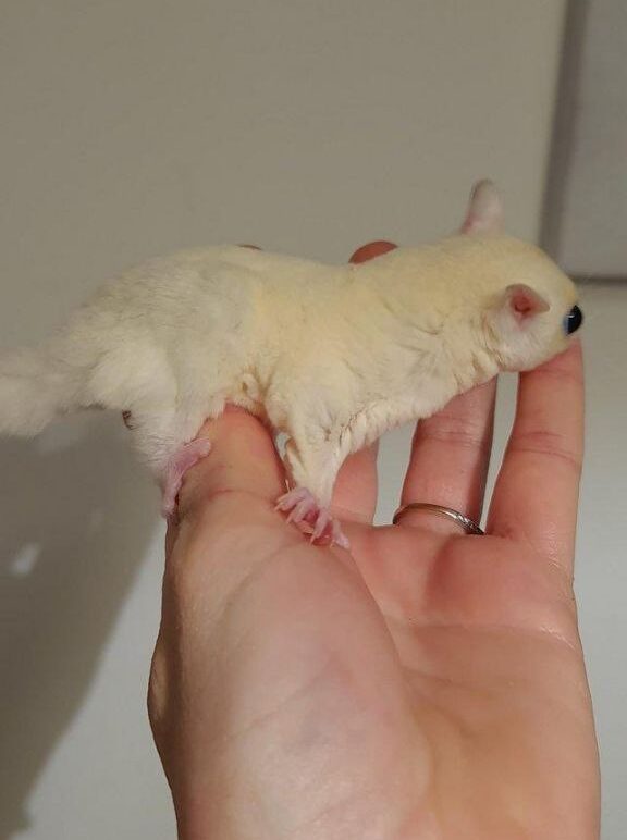 Sugar Gliders For Sale Near Me Sugar Gliders For Sale Near Me