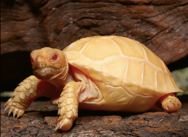 Albino Sulcata Tortoise For Sale Albino Sulcata Tortoise For Sale