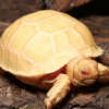 Albino Sulcata Tortoise For Sale