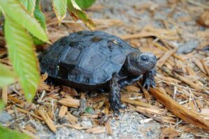 Buy Mountain Tortoise Online