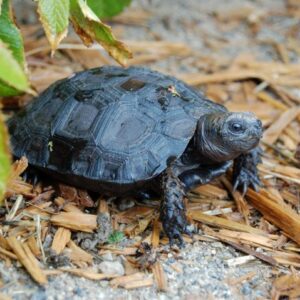 Buy Mountain Tortoise Online